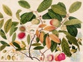 Exquisite Asian Fruit Illustration Royalty Free Stock Photo