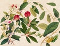 Exquisite Asian Fruit Illustration Royalty Free Stock Photo