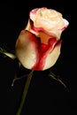 Exquisite bicolour white and red rose