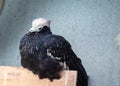 Blue-throated Piping Guan (Pipile cumanensis) Outdoors