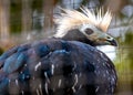 Blue-throated Piping Guan (Pipile cumanensis) Outdoors