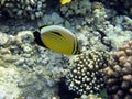 Exquisite butterflyfish guards its territory on the reef 1440