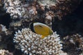 Exquisite Butterflyfish in Red Sea