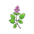 Exquisite Catnip Flower Create Colorful Art
