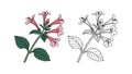 Exquisite Catnip Flower Create Colorful Art