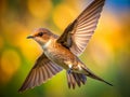Stunning CloseUp of a Swift in Flight Sharp Focus Against a Simple Natural Background a Captivating Moment in Royalty Free Stock Photo