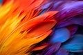 Exquisite Close-Up of Vibrant Feathers.