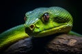 Exquisite close up of a vivid green snake gracefully coiled on a lush jungle tree branch Royalty Free Stock Photo