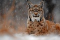 Exquisite  cpic of lynx in winter landscape, snow falling, front view Royalty Free Stock Photo