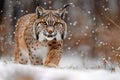 Exquisite  cpic of lynx in winter landscape, snow falling, front view Royalty Free Stock Photo