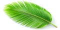 Exquisite 3D Render of a Lush Tropical Coconut Leaf Against a Pristine White Background for Botanical Design or Royalty Free Stock Photo