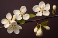 Exquisite delicate flower on a beautifully simple and elegant minimalistic background