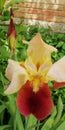 Exquisite delicate iris flower against a rough brick wall. Contrast texture. Background