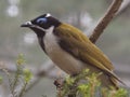 Exquisite Exotic Lovely Blue-Faced Honeyeater.