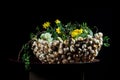 Exquisite flower arrangement with mushrooms and daffodils Royalty Free Stock Photo
