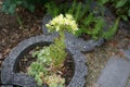 Blooming sedum in the garden. Berlin, Germany