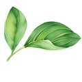 Exquisite Green Tea Leaf & Branch PNG Collection, green leaves isolated on a white background