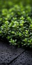 Exquisite Green Thyme: Tabletop Photography On Dark Shingle