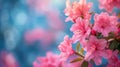 Vivid Pink Azaleas with Dreamy Blue Background