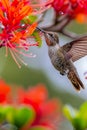Exquisite Hummingbird Hovering and Sipping Nectar from Vibrant Red Flowers in Lush Garden