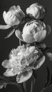 Sculptural Grace: Peonies in Monochrome Royalty Free Stock Photo