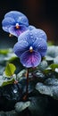 Exquisite And Lg Z9 Minimalist Pansy Flower Mobile Wallpaper