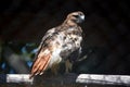 Exquisite Look at a Red Tail Hawk Royalty Free Stock Photo