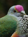 Exquisite lovely Rose-crowned Fruit Dove. Royalty Free Stock Photo