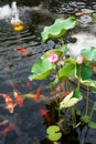 Exquisite and luxurious Chinese garden lotus koi pond