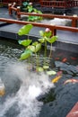 Exquisite and luxurious Chinese garden lotus koi pond