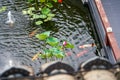 Exquisite and luxurious Chinese garden lotus koi pond Royalty Free Stock Photo