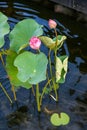Exquisite and luxurious Chinese garden lotus koi pond Royalty Free Stock Photo