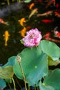 Exquisite and luxurious Chinese garden lotus koi pond Royalty Free Stock Photo