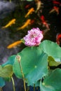 Exquisite and luxurious Chinese garden lotus koi pond Royalty Free Stock Photo
