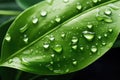 An exquisite macro closeup captures the splendor of green leave adorned with intricate water droplets. Perfect for showc