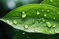 An exquisite macro closeup captures the splendor of green leave adorned with intricate water droplets. Perfect for showc