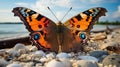 Exquisite macro photography beautiful butterfly perched serenely on sandy beach