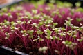 exquisite macro shot of lush microgreens, bursting with vibrant colors and nutrient rich appeal