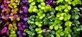 exquisite macro shot of vibrant microgreens showcasing delicate nature and nutrient rich appeal