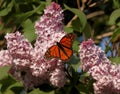 Exquisite Monarch Butterfly on Pink Lilac with Wings Spread