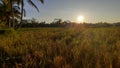 Exquisite Paddy Field Bali Sunset Royalty Free Stock Photo