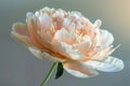 Exquisite Pale Pink Peony Flower in Full Bloom with Soft Focus Background, Ideal for Greeting Cards and Wedding Invitations