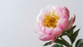 Exquisite peony flower isolated on clean white backdrop Royalty Free Stock Photo