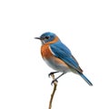 Stunning Eastern Bluebird Portrait A Detailed CloseUp of a Colorful Songbird in Spring Royalty Free Stock Photo