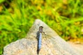 Exquisite blue dragonfly perched on rock