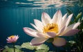 The Exquisite Pink Lotus Blossom Submerged in Tranquility