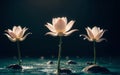 The Exquisite Pink Lotus Blossom Submerged in Tranquility