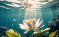 The Exquisite Pink Lotus Blossom Submerged in Tranquility