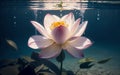 The Exquisite Pink Lotus Blossom Submerged in Tranquility