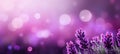 Exquisite purple lavender blossom on captivating isolated bokeh background with generous copy space